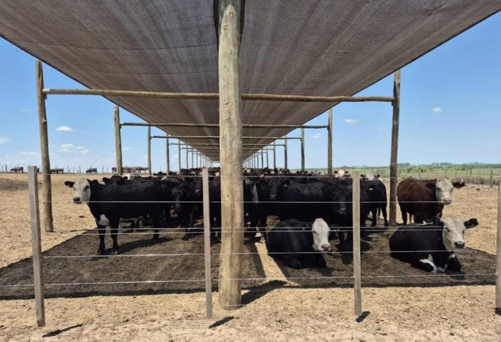 Maderas para la industria